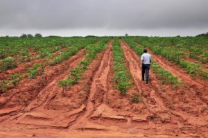 Cassava-Plantation2-440x292